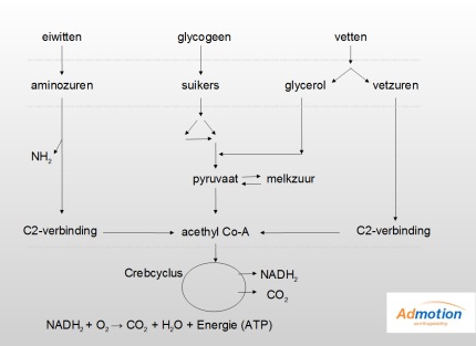 Substraten voor de aerobe energievoorziening