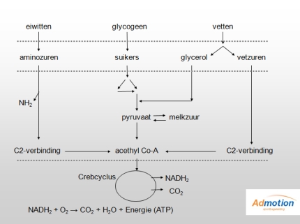De verbranding van eiwitten, glycogeen & vetten