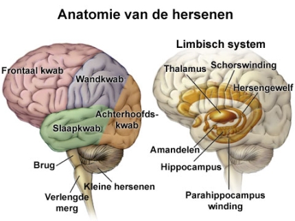 Anatomie van de hersenen