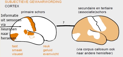 Sensorische informatie gaat naar het brein