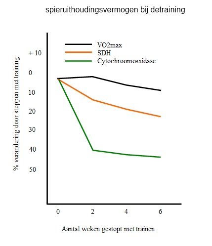 Afname van de VO2max, SDH en Cytochroomosxidase