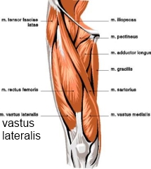 Vastus lateralis