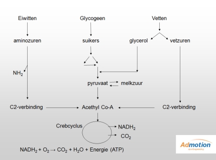 De afbraak van eiwetten, glycogeen en vetten