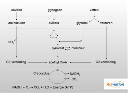 crebs cycle